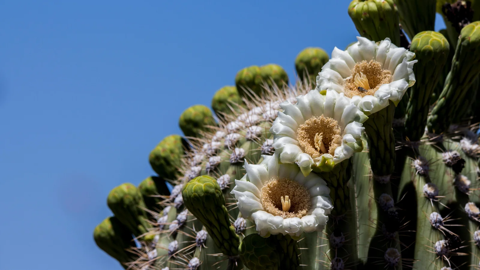 Saguaro Flowers