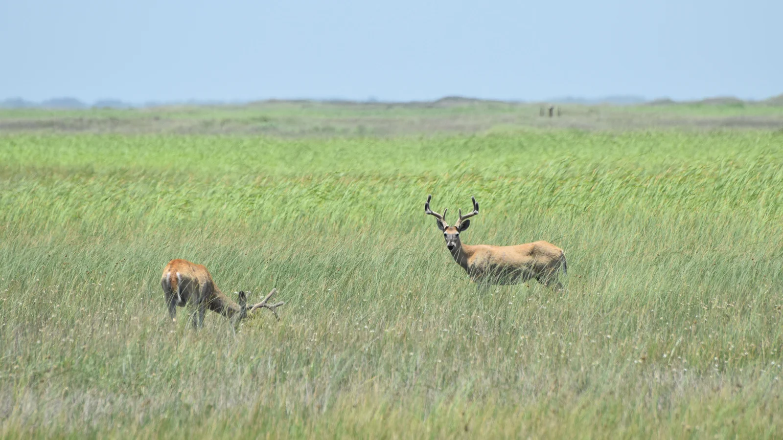 Deer in the grasslands