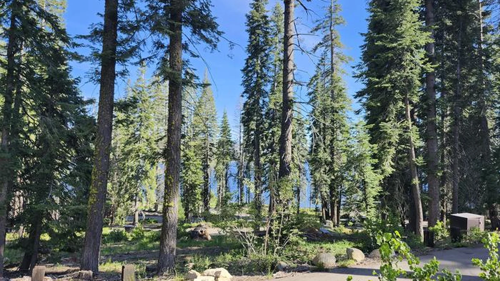 Upper Billy campsite located mostly in the sun but surrounded by a pine forest. The site include a picnic table and campfire pit.