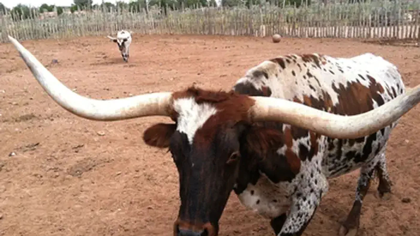 Longhorn Cattle