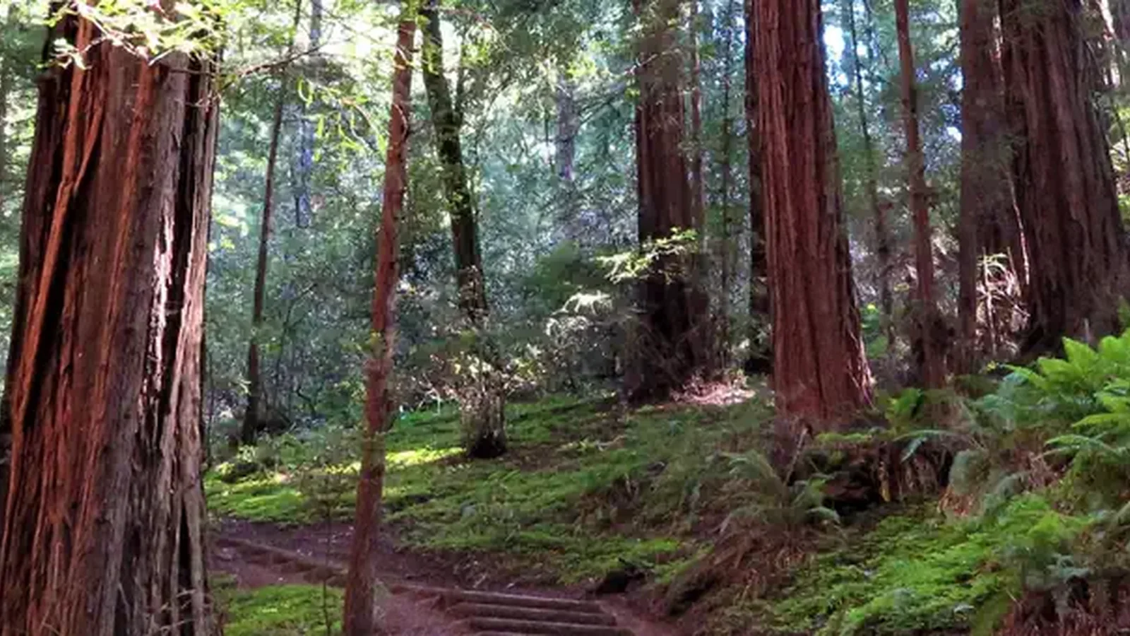Muir Woods National Monument