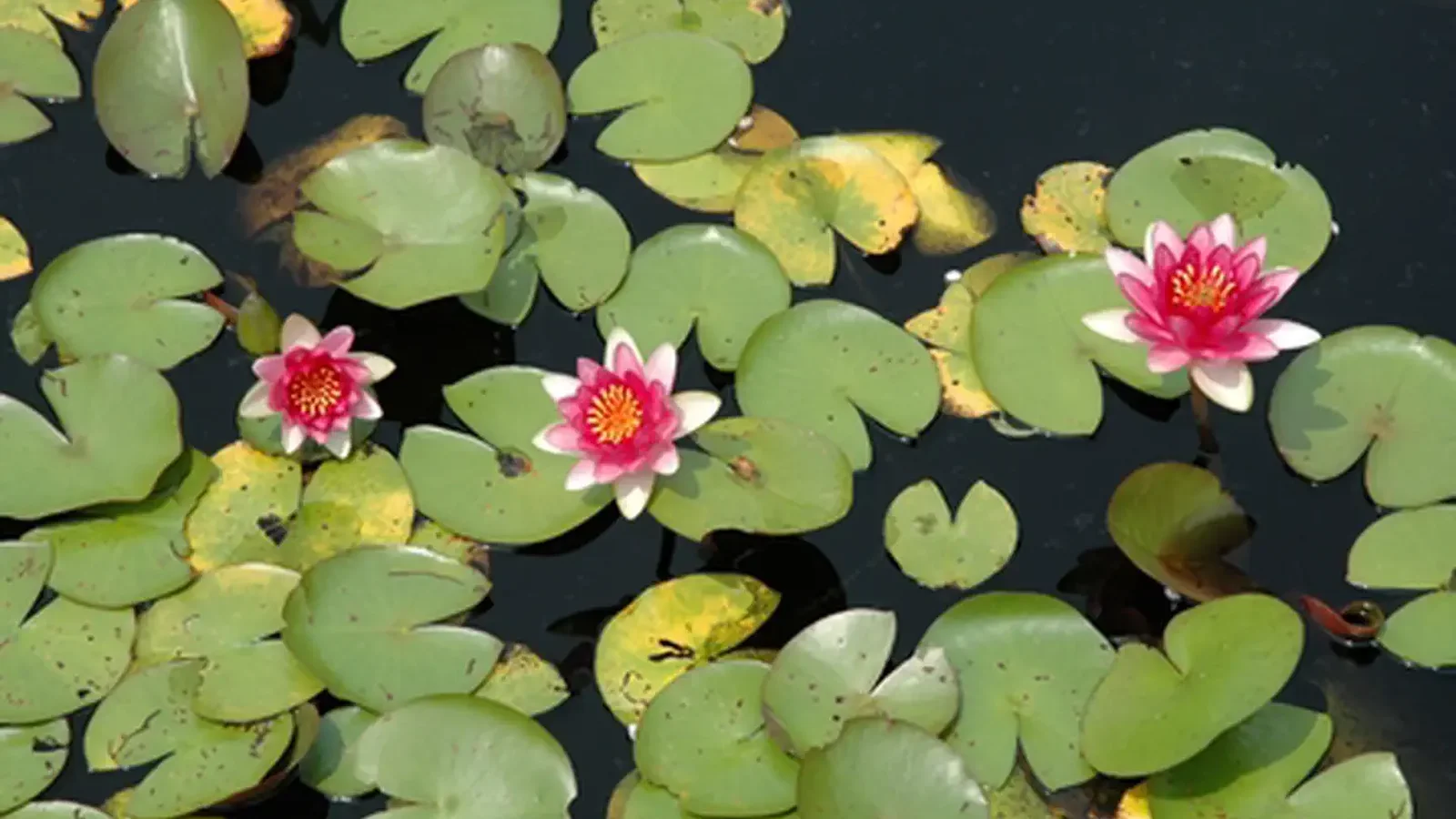 Kenilworth Aquatic Gardens