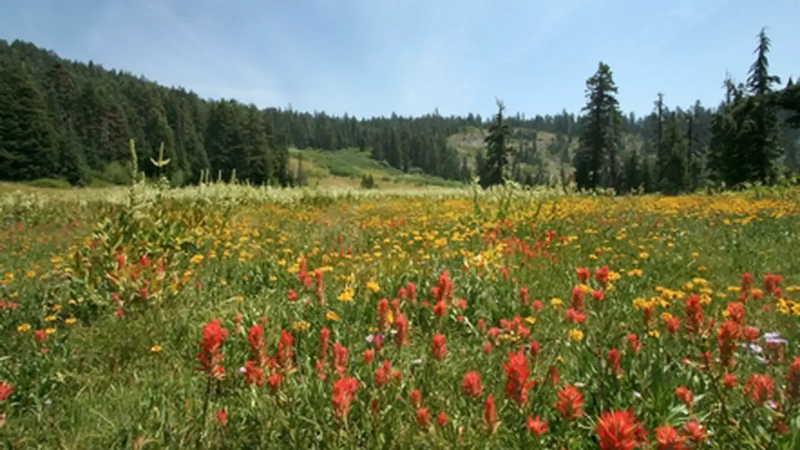 Mountain Meadows at Bigelow Lakes