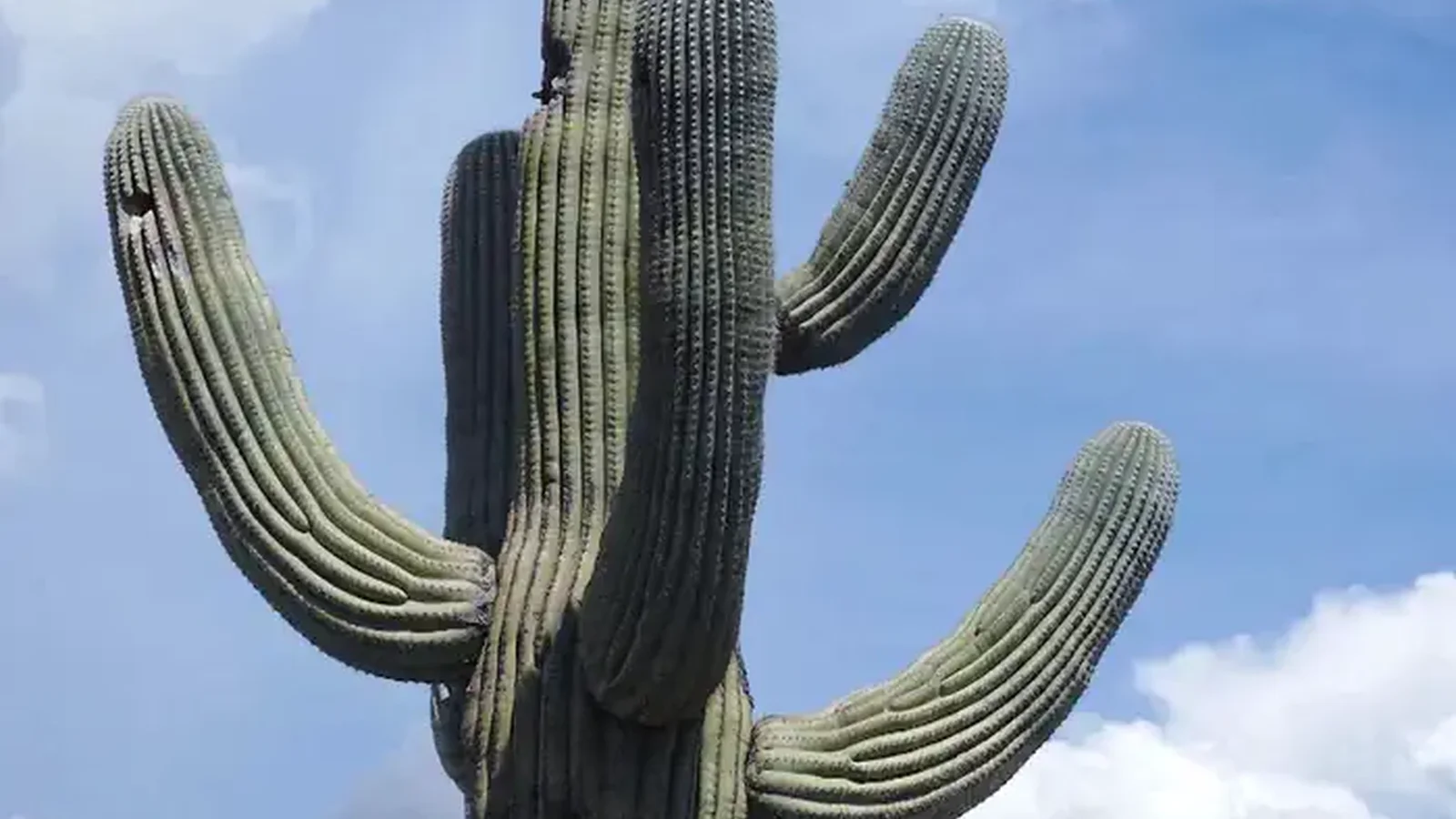 A Giant Saguaro with blue sky and clouds in the background