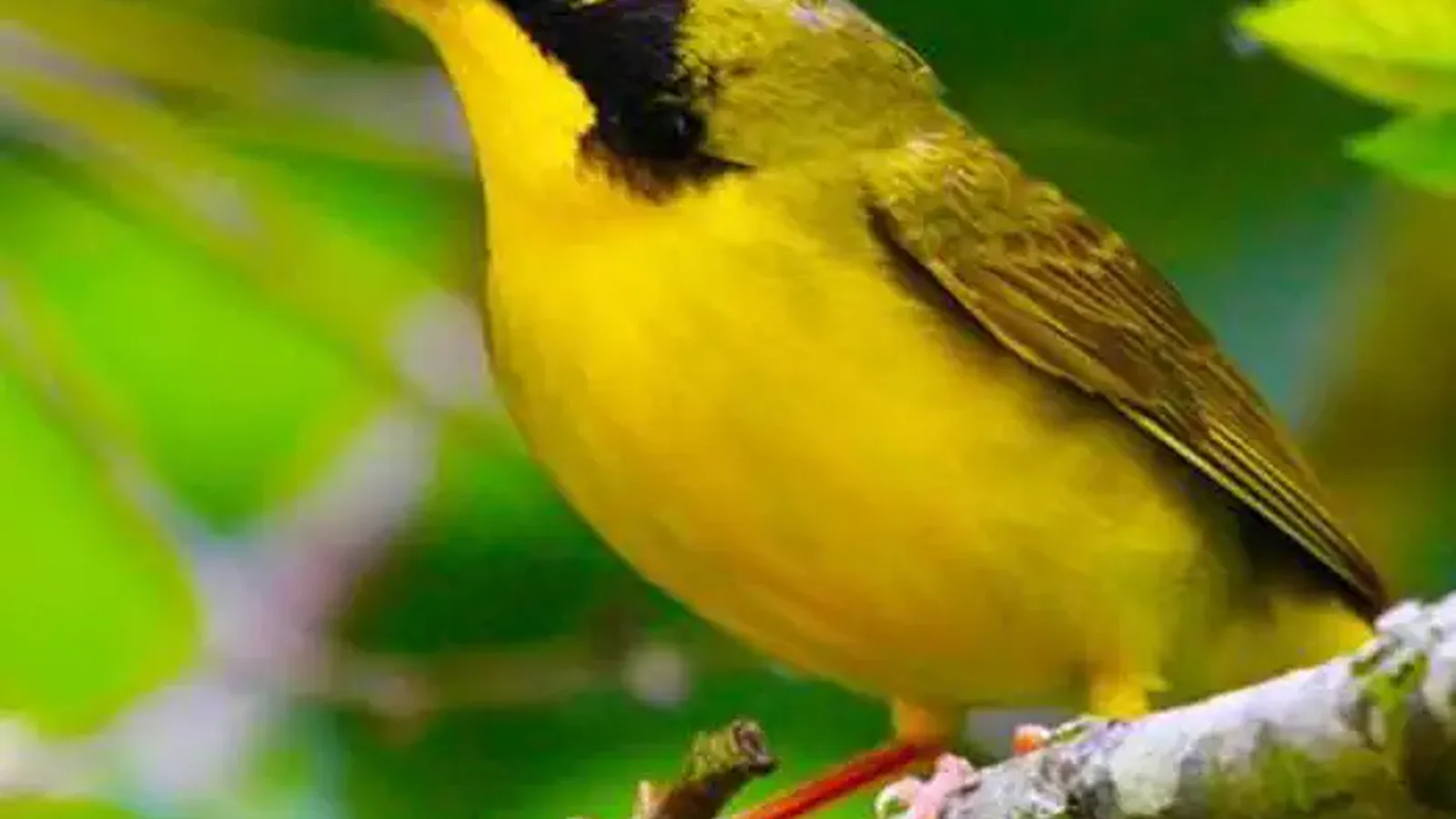 yellow bird