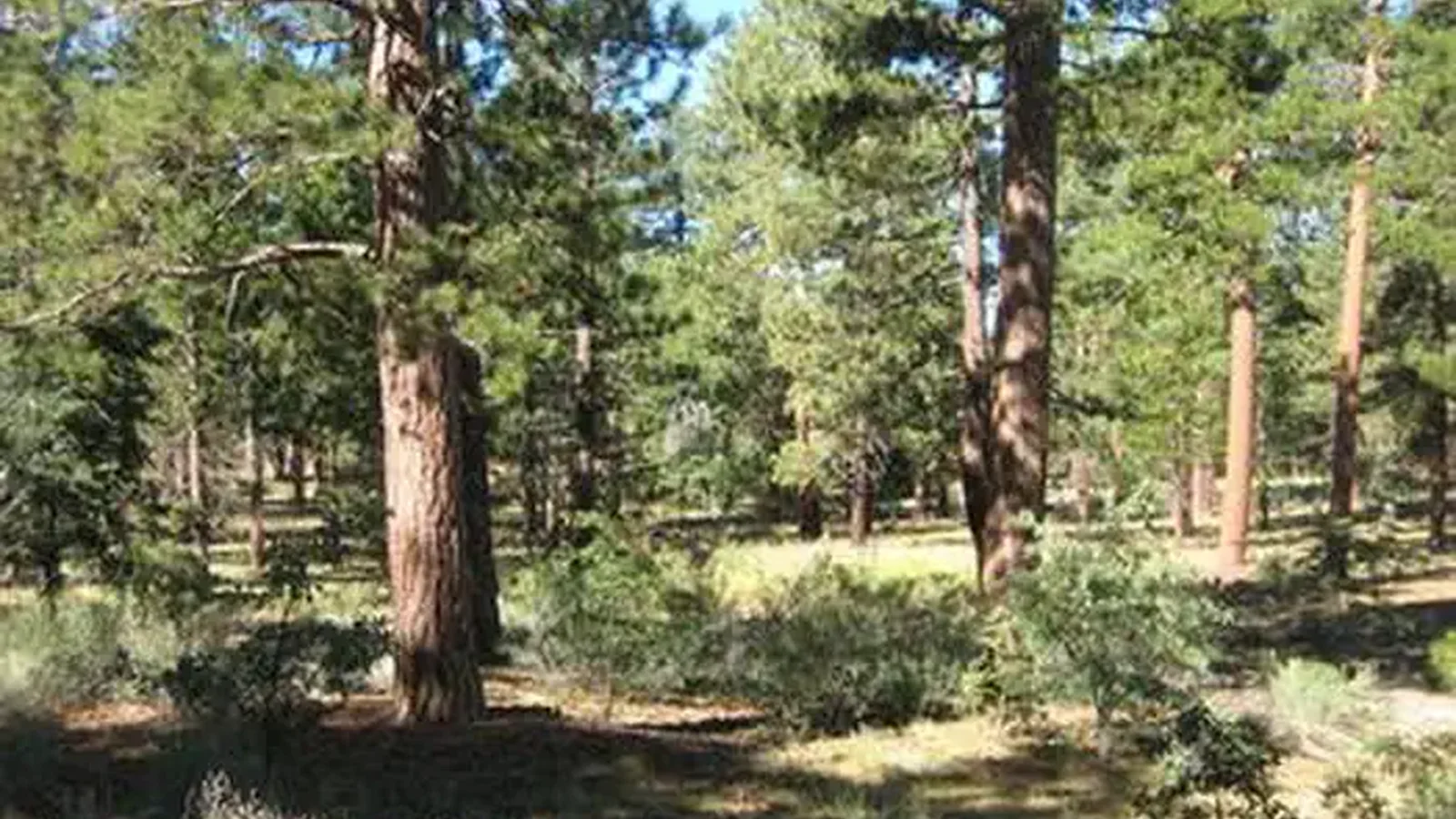 Shade and Pine Trees of the Lobo Group Campground