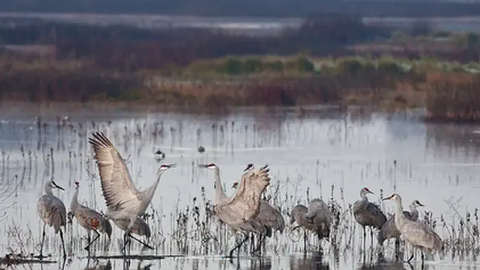 Cosumnes River Preserve