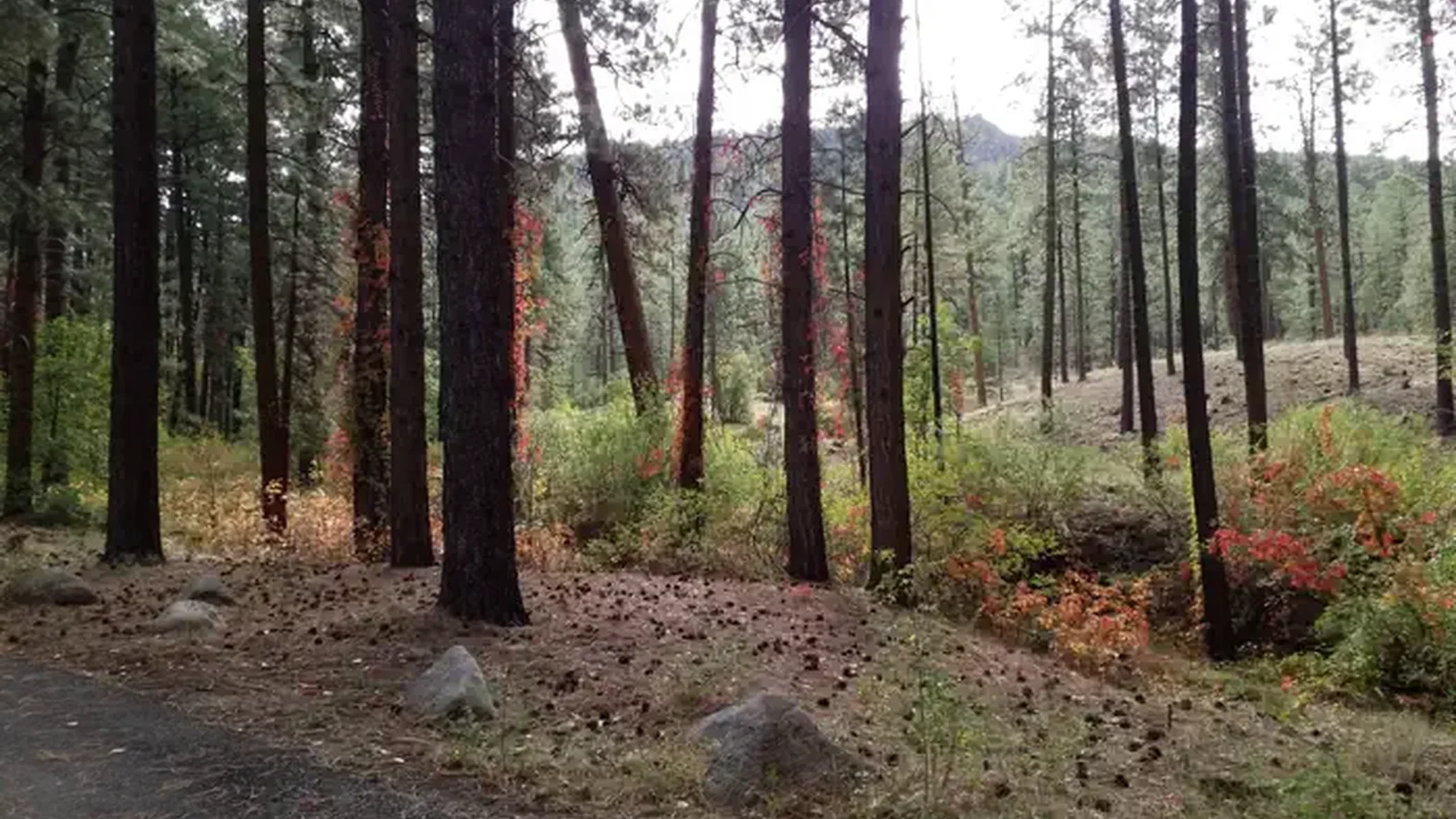 Vines with red leaves climb pine trees.