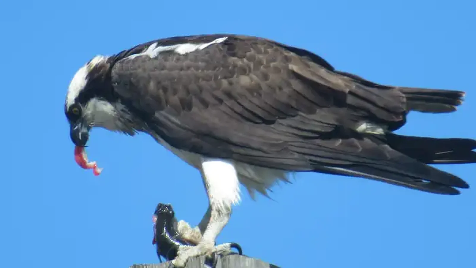 Osprey eating its catch of the day