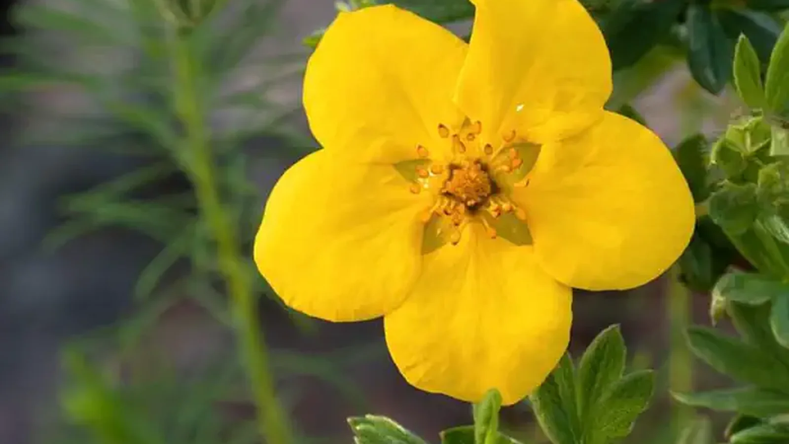 A yellow bloom of Bush Cinquefoil (Dasiphora fruticosa ssp. floribunda)