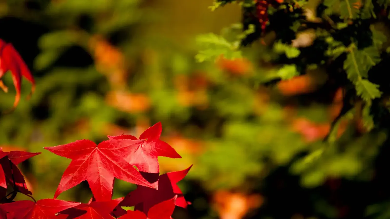 fall scenes