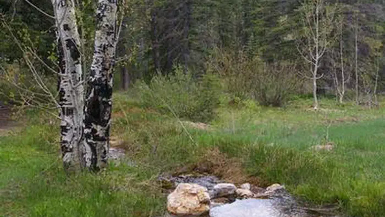 Little Stream