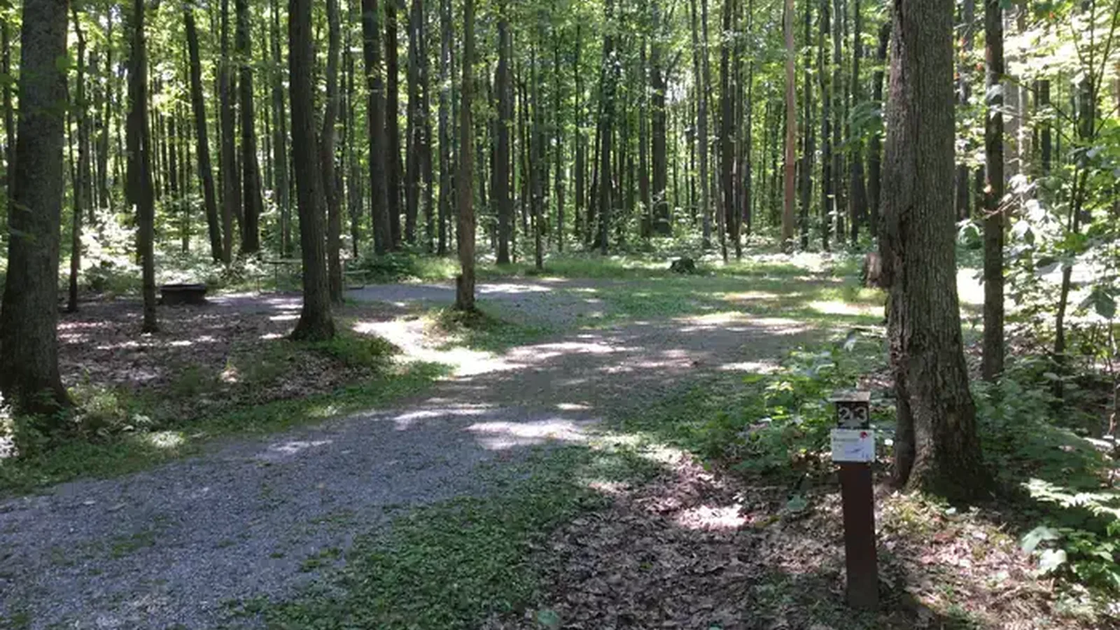 Sun and shadow on a Tracy Ridge campsite
