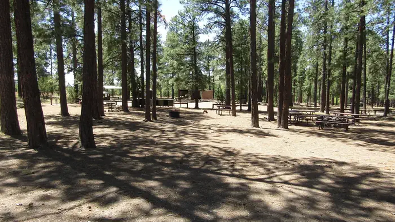 Picnic tables among pine trees