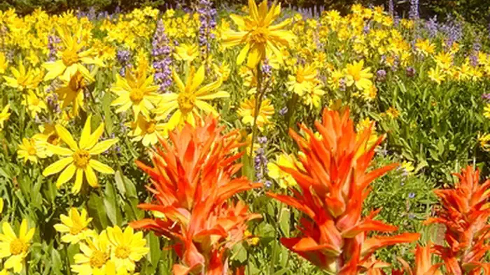 Wildflowers