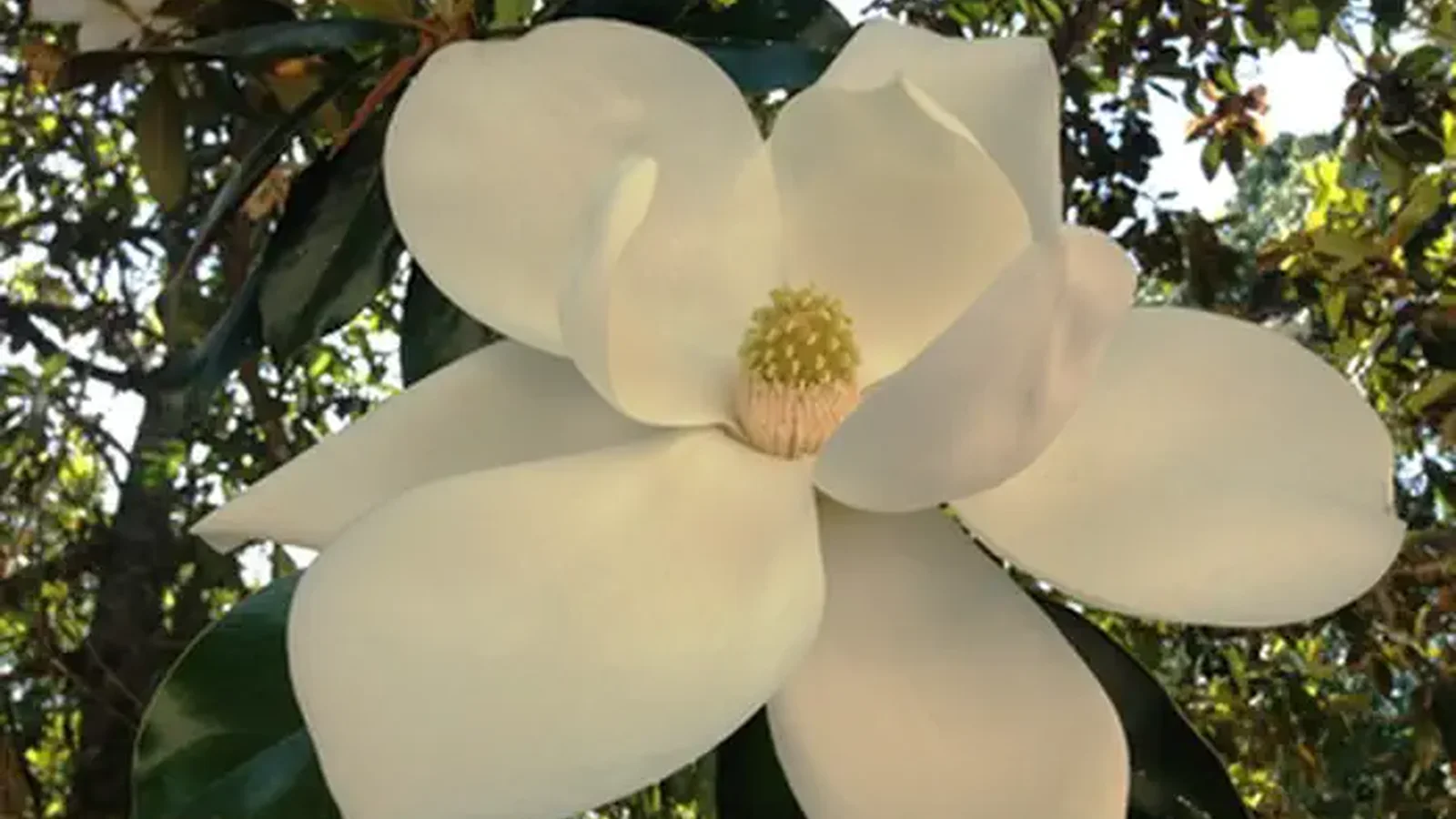 Southern Magnolia (Magnolia grandiflora)