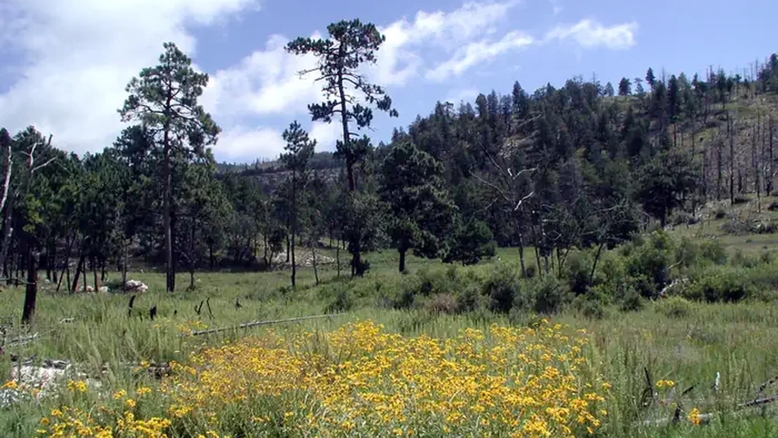 The Bowl wildflowers