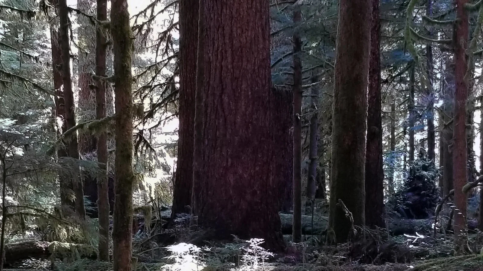 View of massive trees in a forested setting.