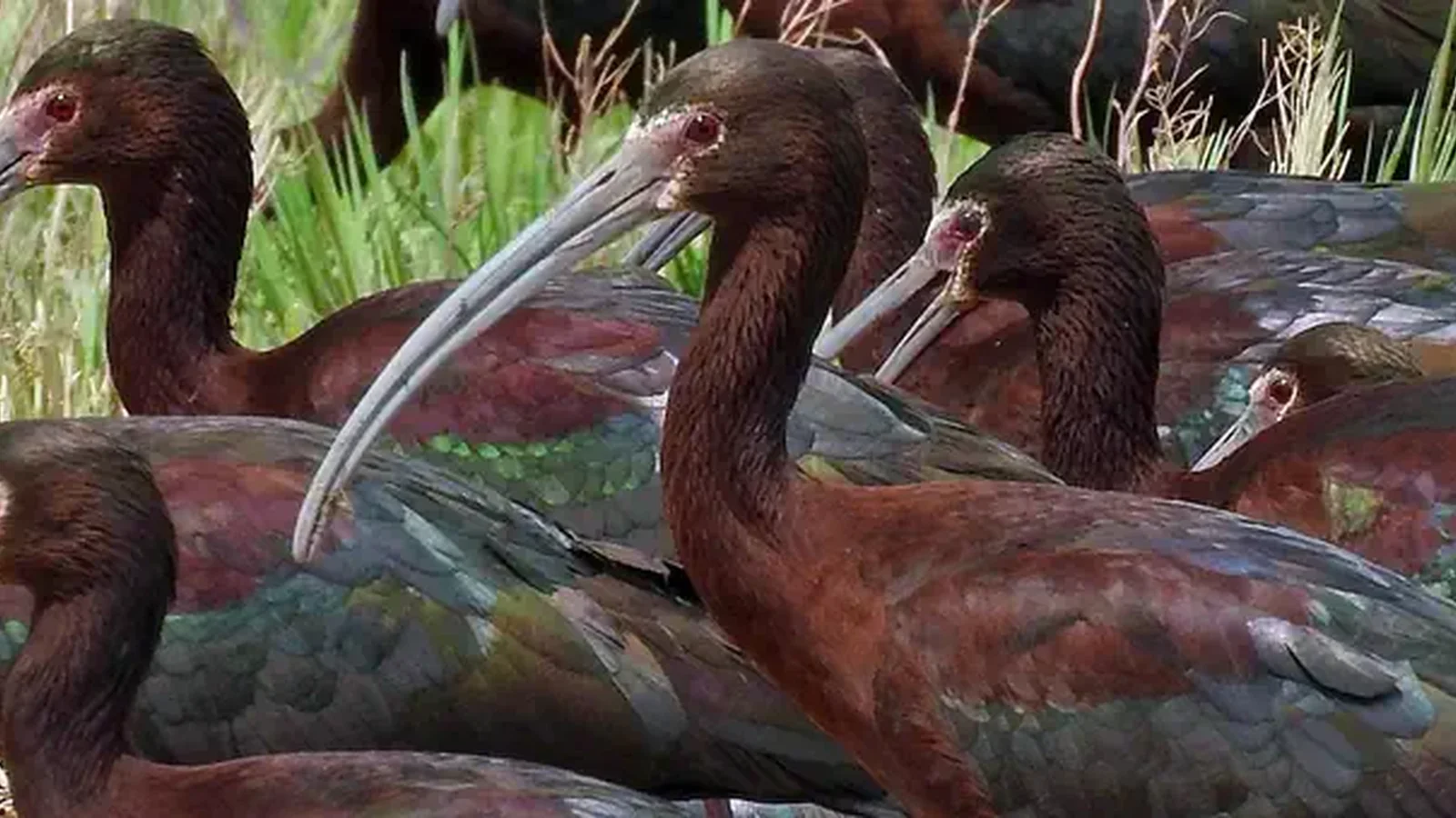 White Faced Ibis - Havasu National Wildlife Refuge
