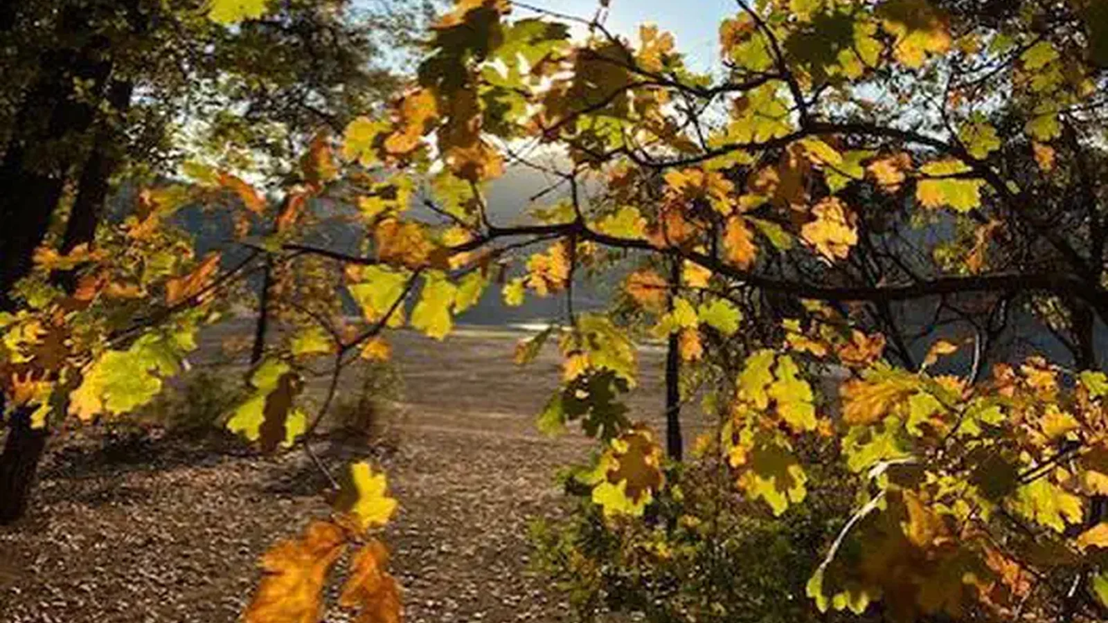 Gregory Creek in the Fall