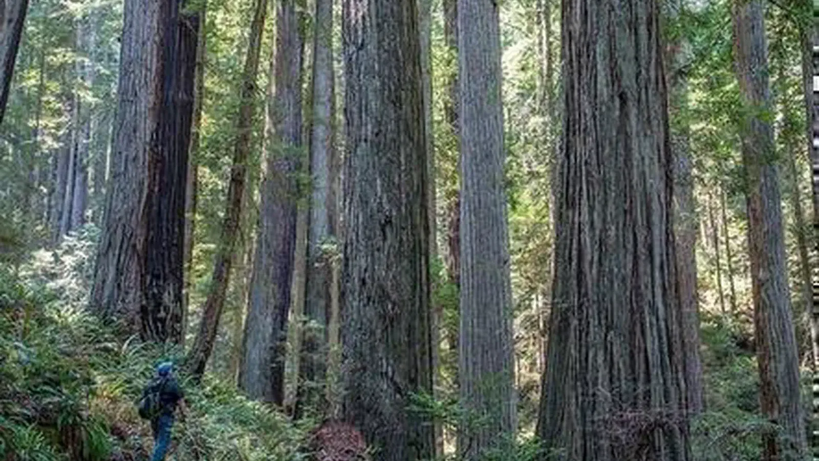 Headwaters Forest Reserve