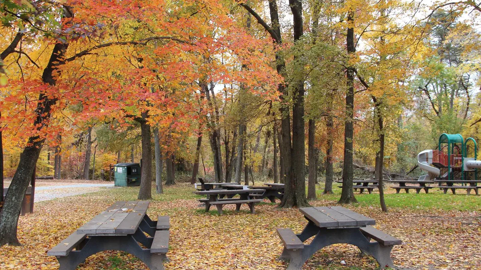 Fall Colors in the Sweetgum Picnic Area, Greenbelt Park, Maryland