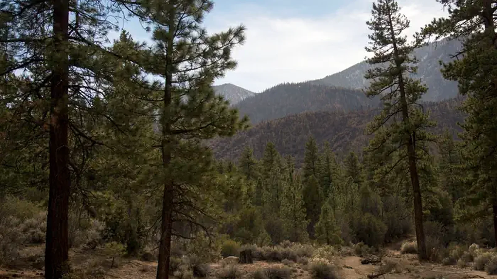 Coon Creek Cabin Recreational Area View