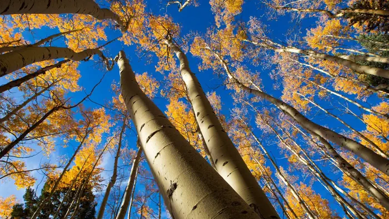Santa Fe National Forest
