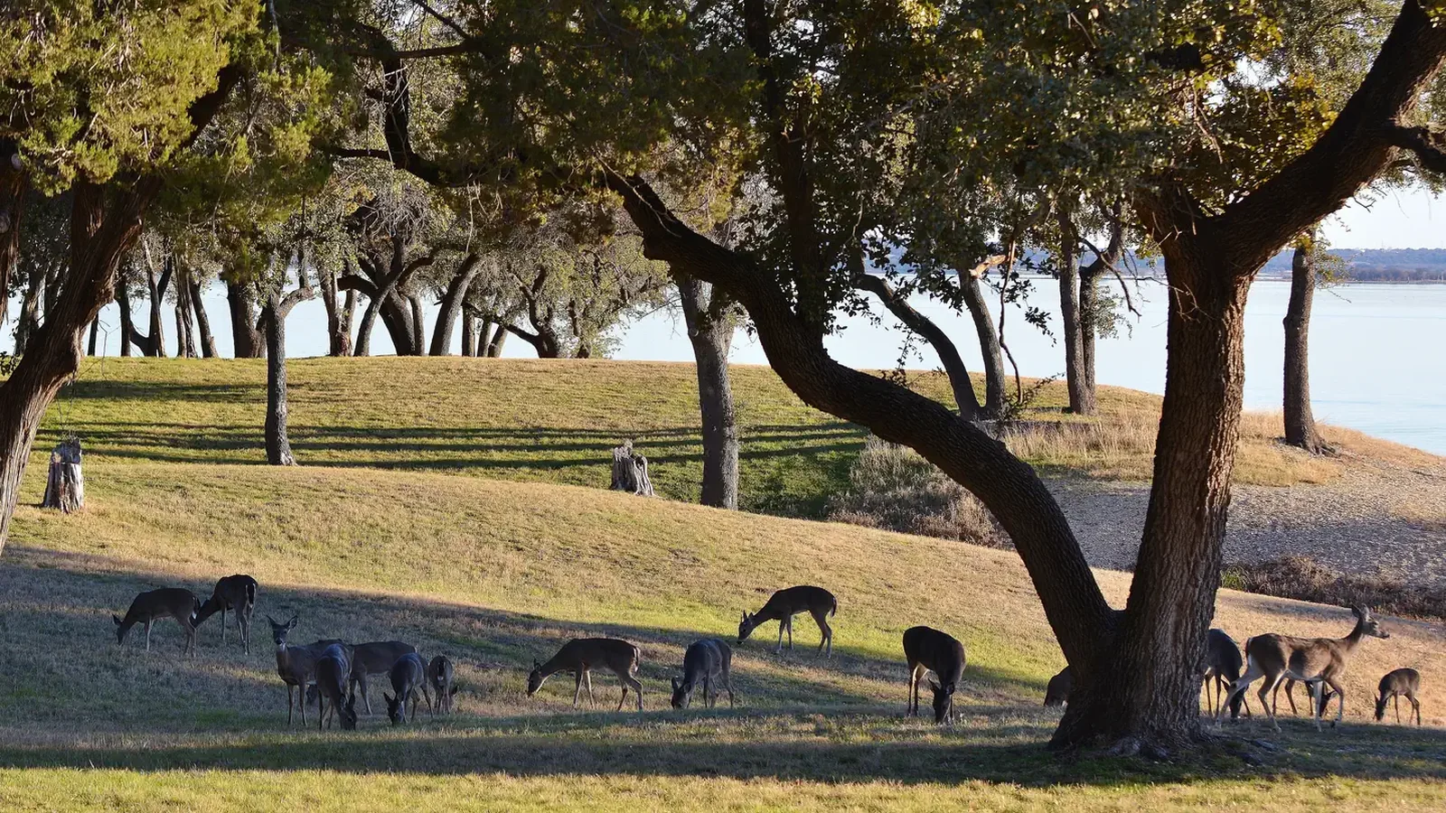 A herd of deer grazing in Airport Park
