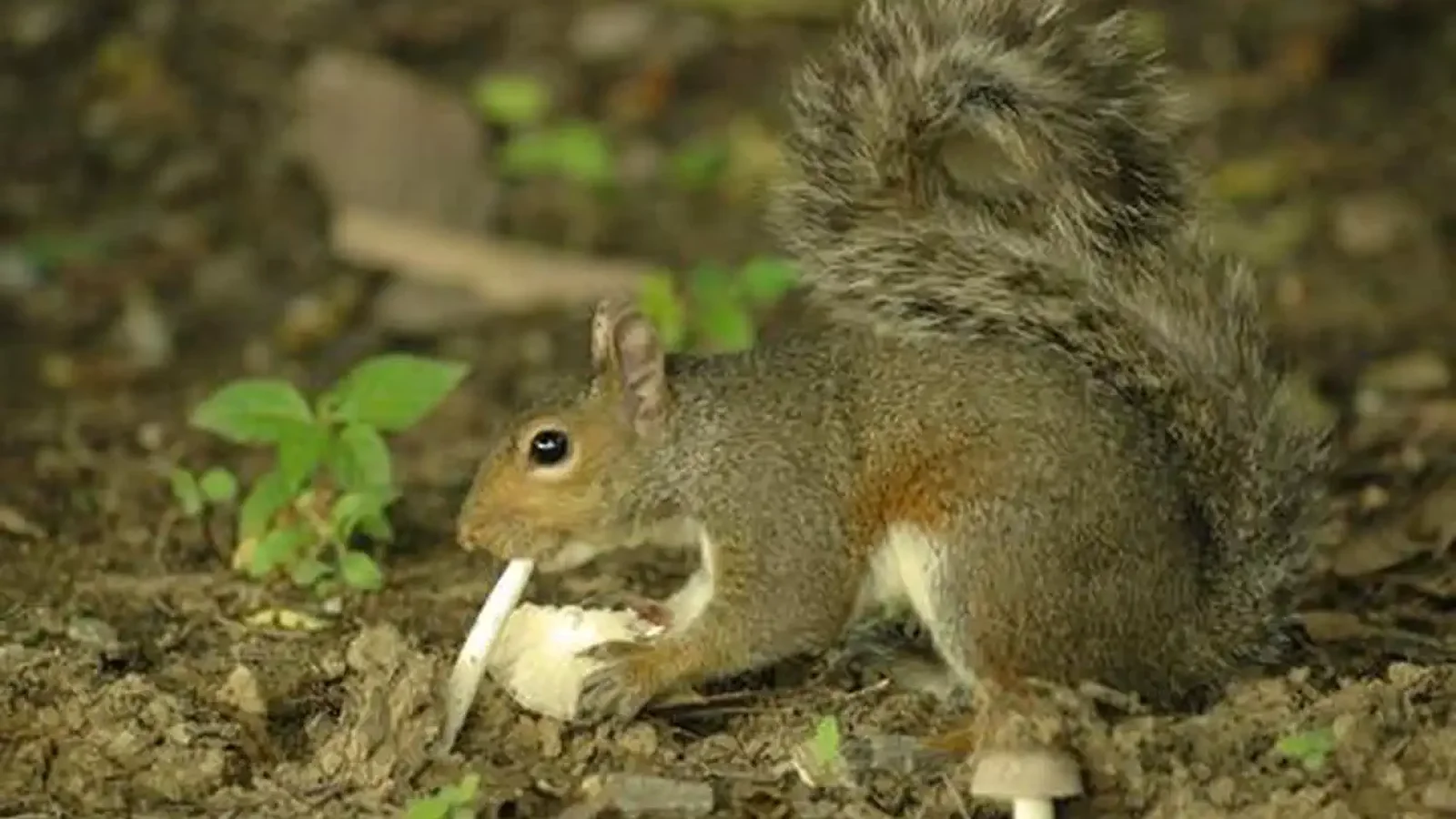 Wildlife in Action