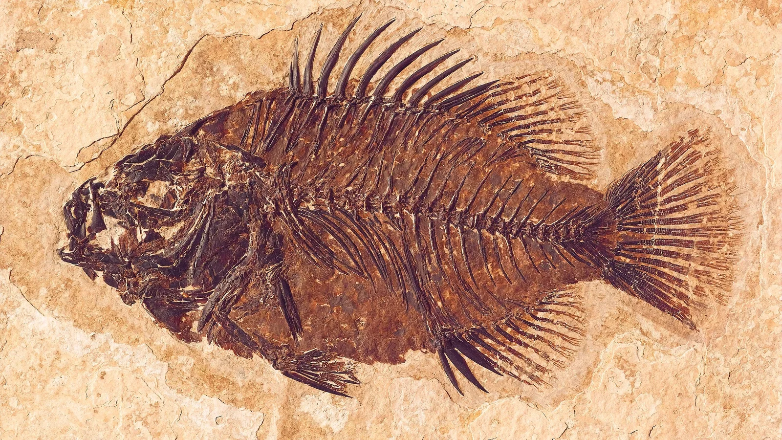 Cockerellites liops