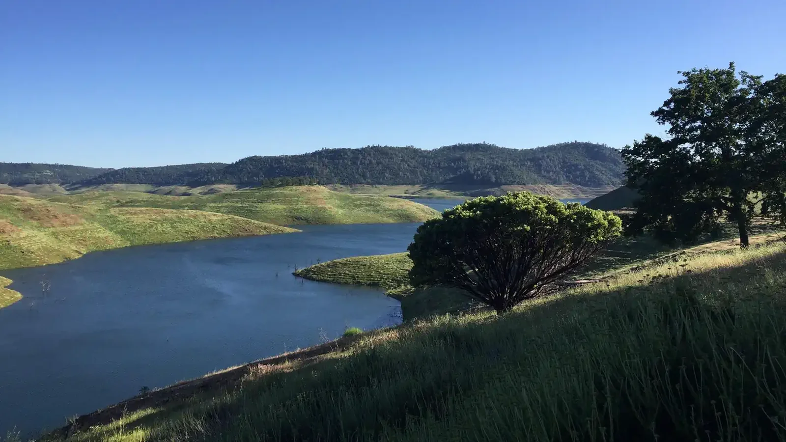Distant view of New Melones lake with green grass in the foreground and rolling hills in the background.