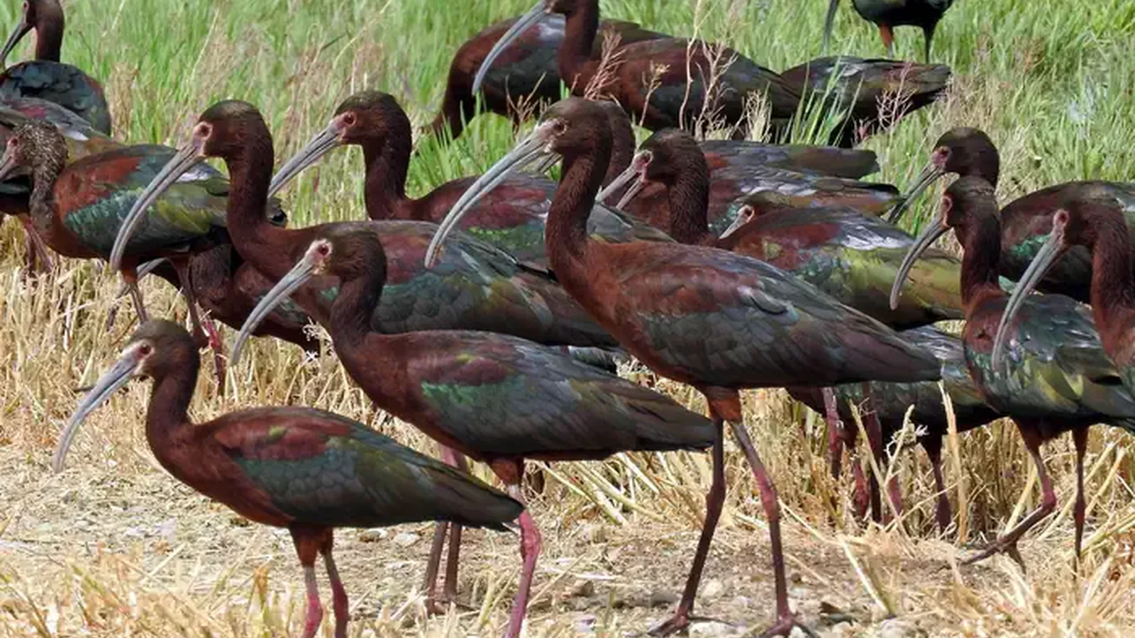 White Faced Ibis - Havasu National Wildlife Refuge