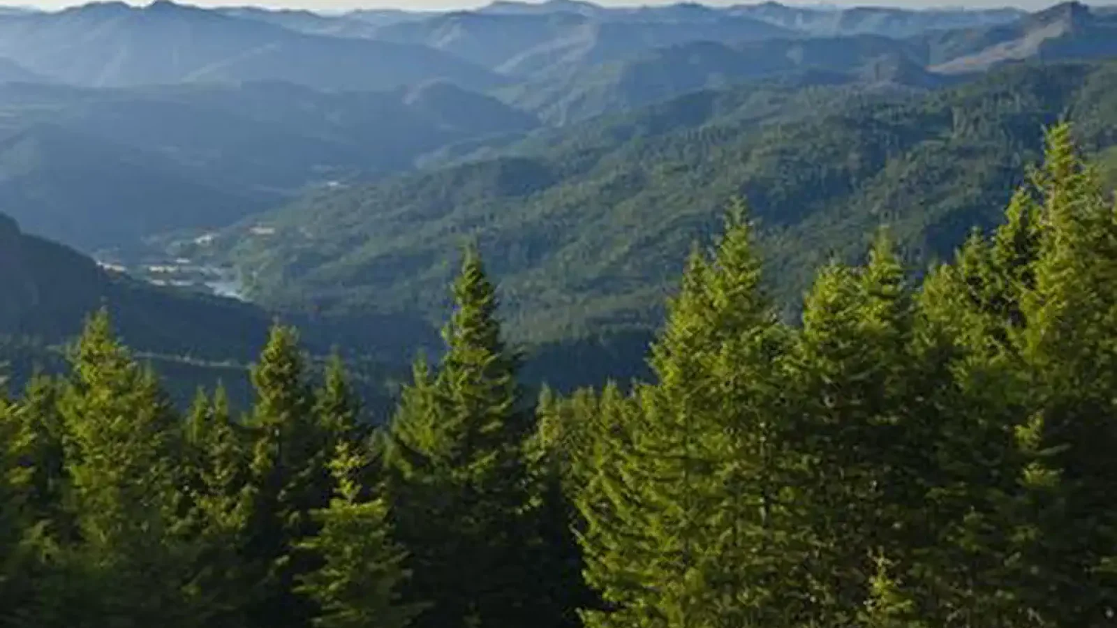 Mountain view with lake and fir trees.
