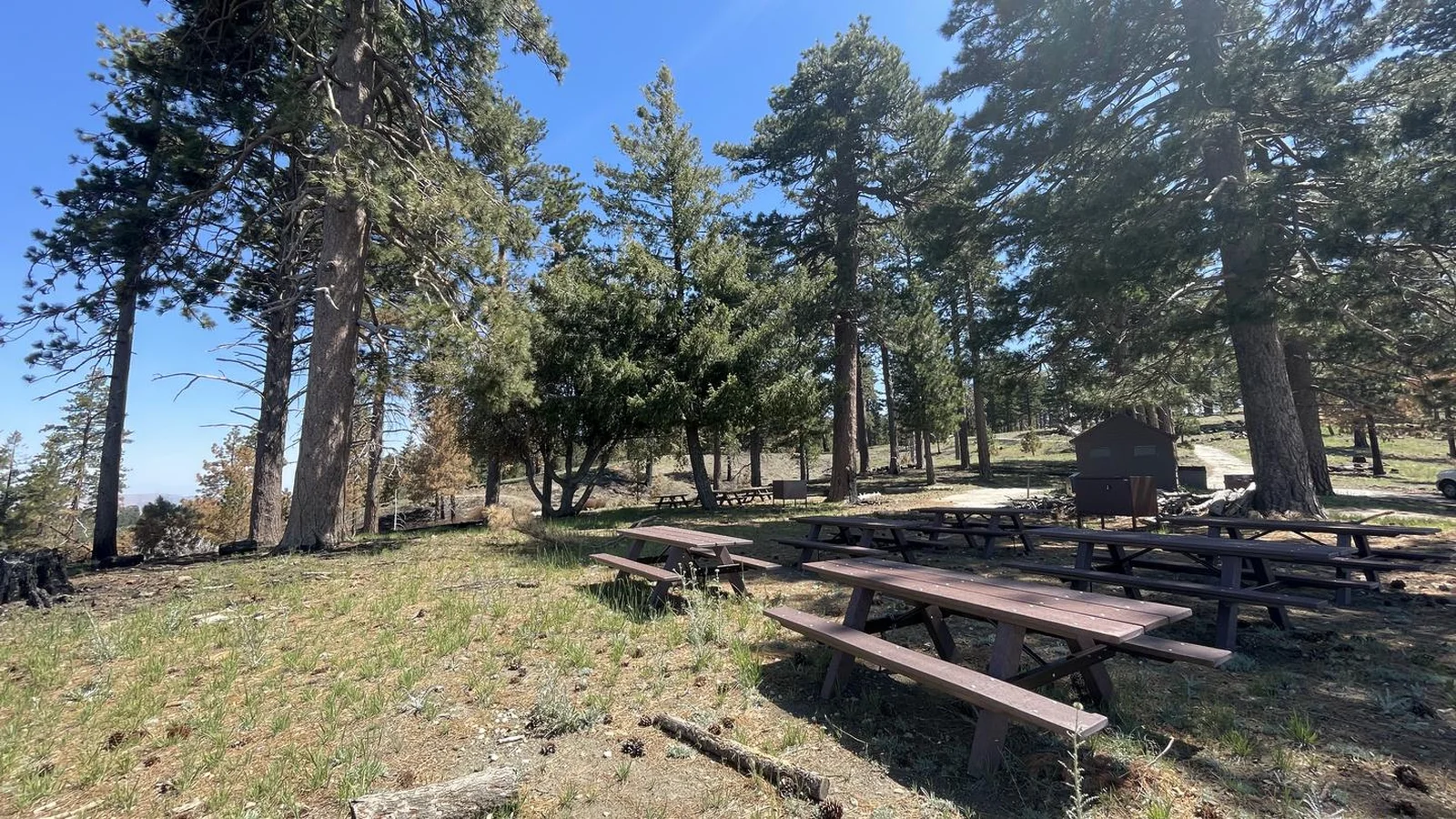 Site 1 with picnic tables in the foreground, a brown bear box and restroom in the distance of a pine forest