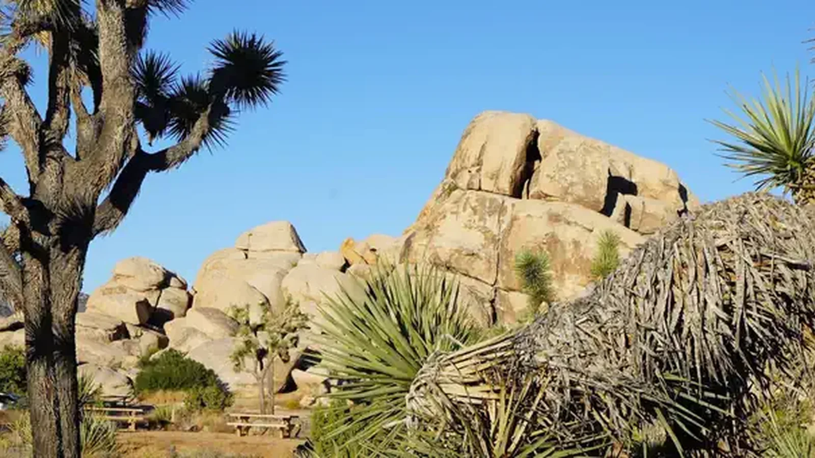 Ryan Campground at Joshua Tree National Park
