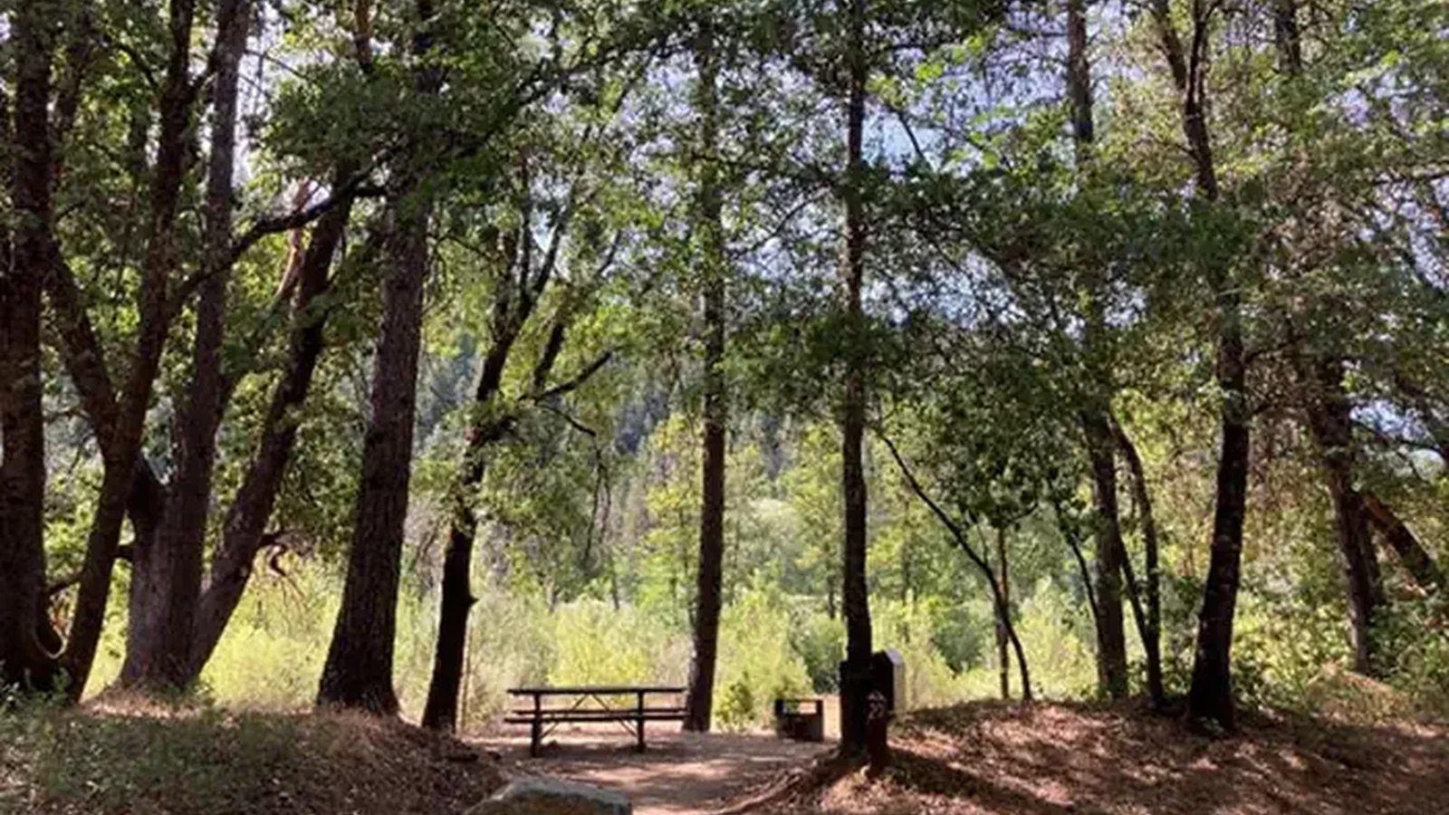 Shaded campsite with sunny river vegetation in the background