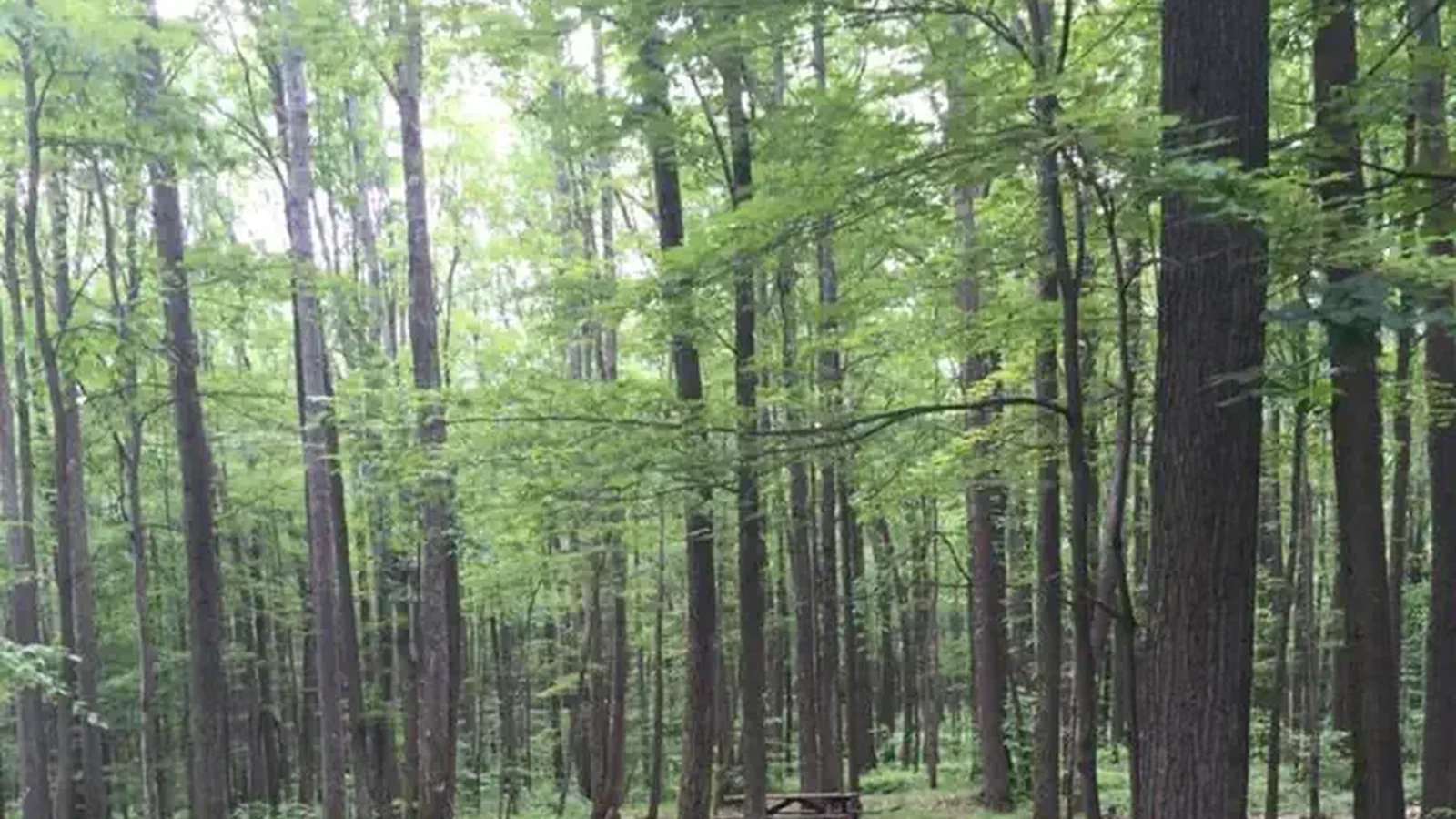 forested campground