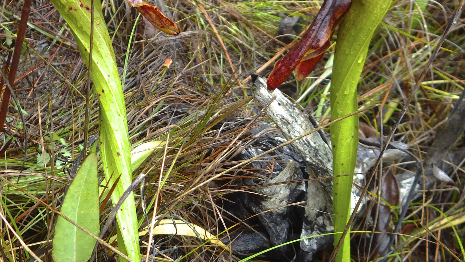 Pitcher plant at  the Eight Dollar Mountain Botanical Wayside