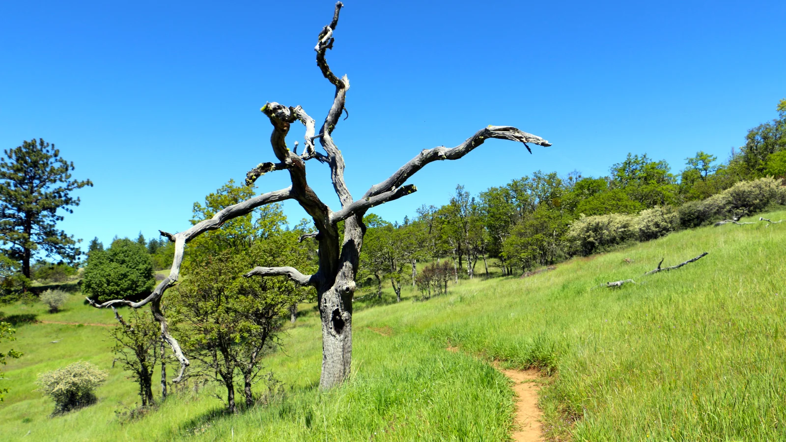 Trailside snag along the East Applegate Ridge Trail.