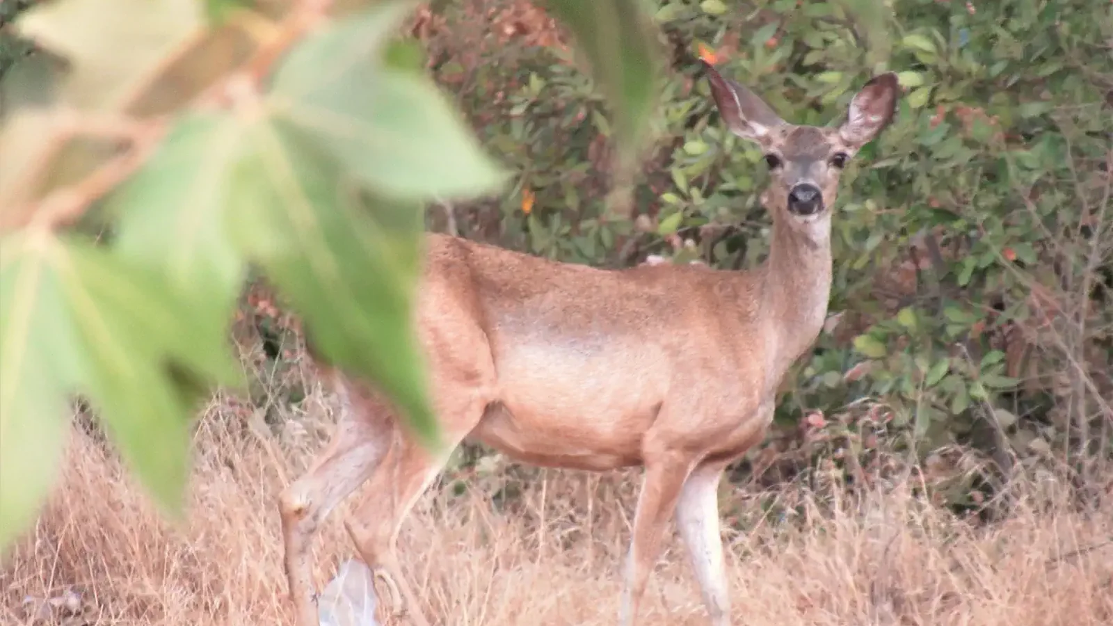 Lots of wildlife!