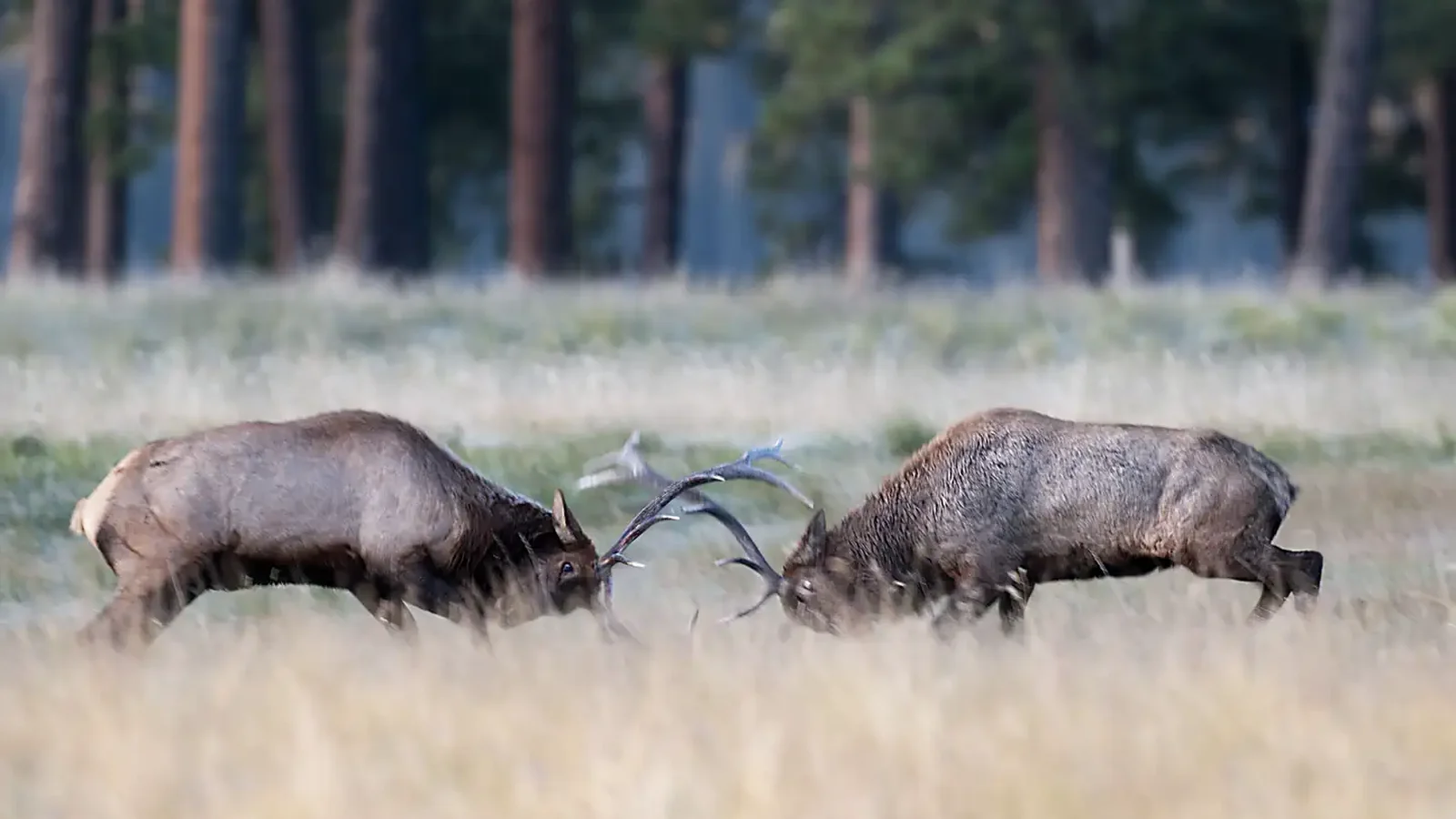 Elk Bulls Fighting