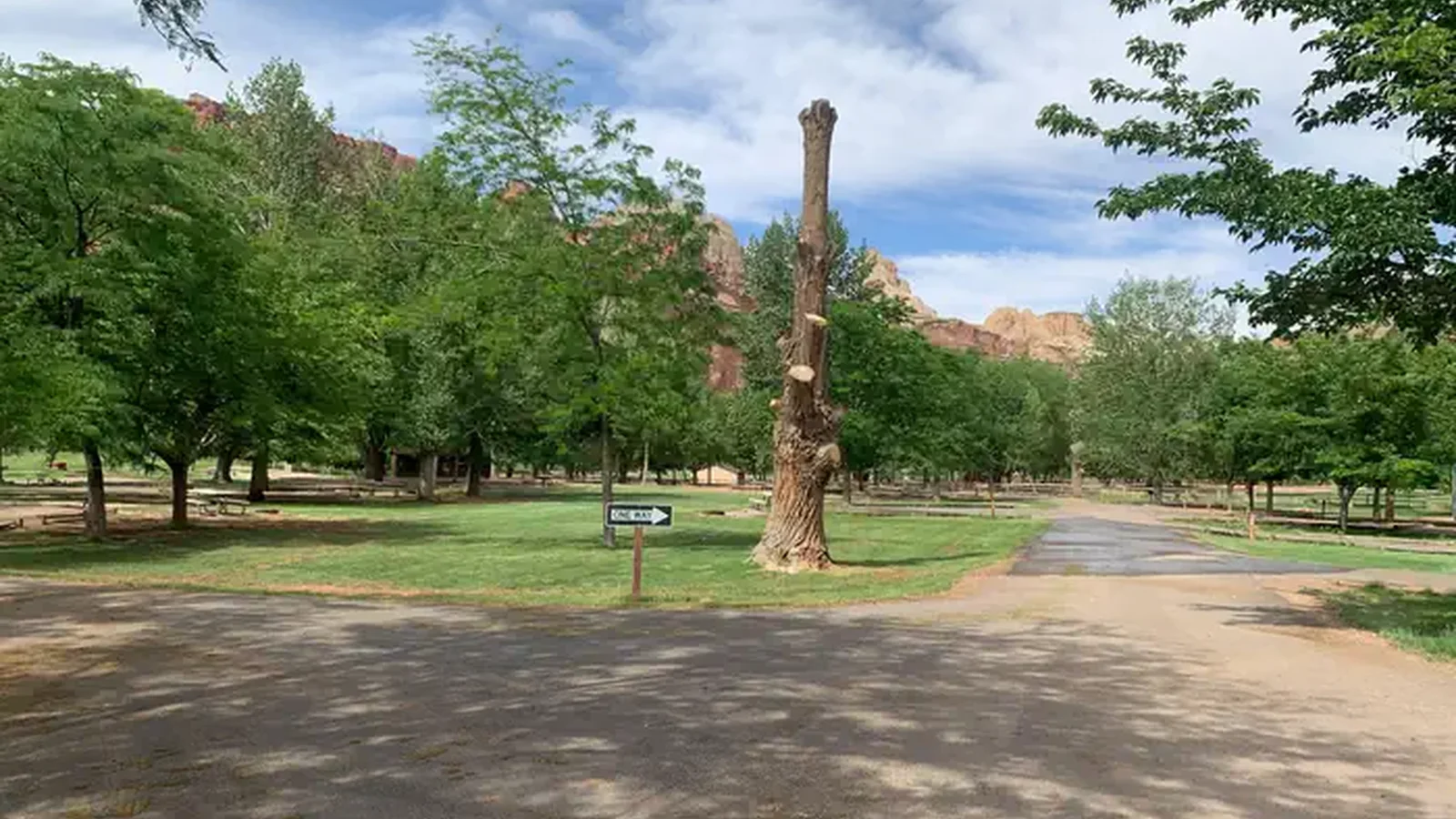 A paved road meet in a "v" in the center of the image, going across the image on the left side and up the image on the right side. A tree missing its limbs is on grass right next to the intersection. Many trees are in the background.