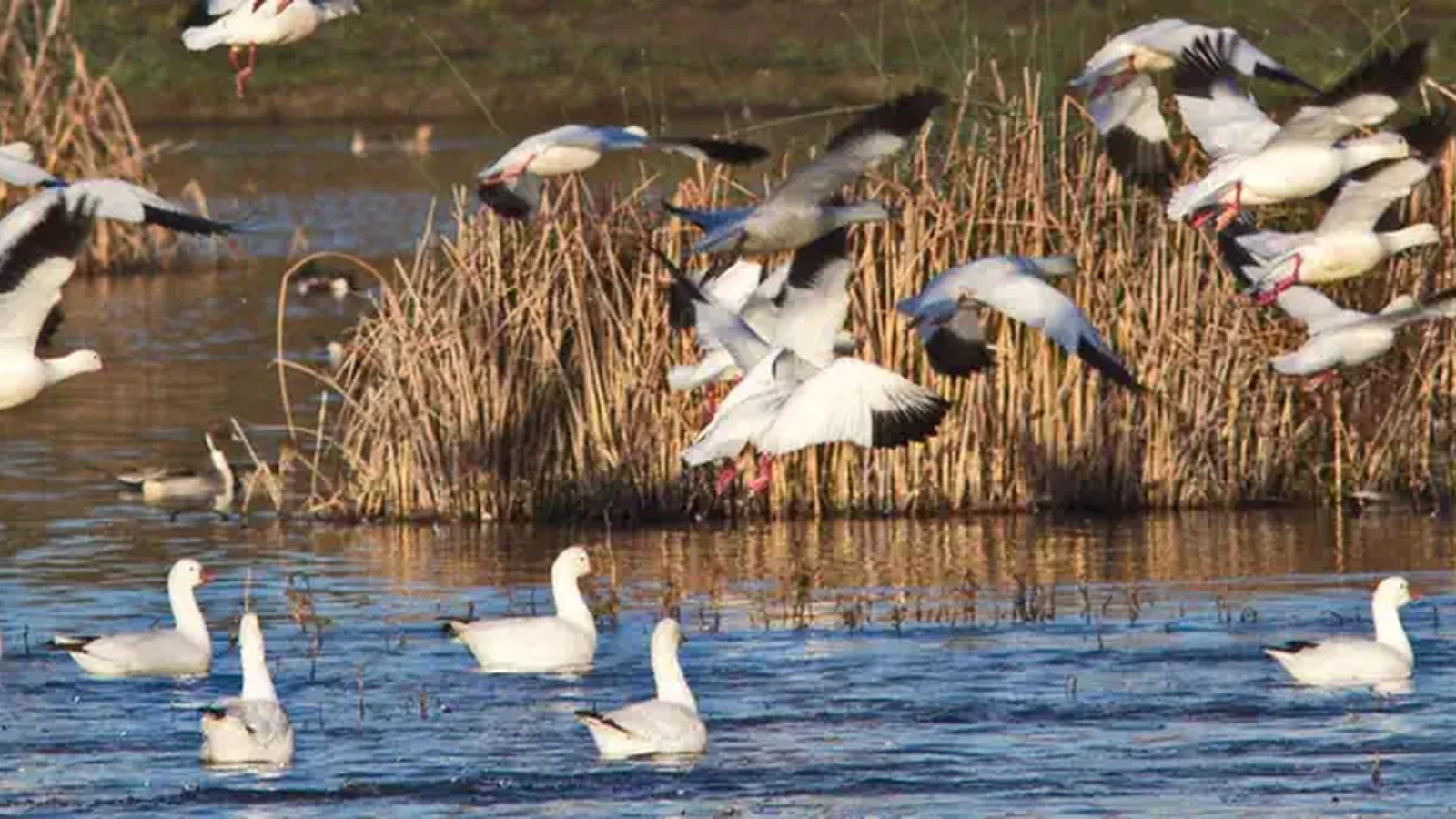 Colusa National Wildlife Refuge