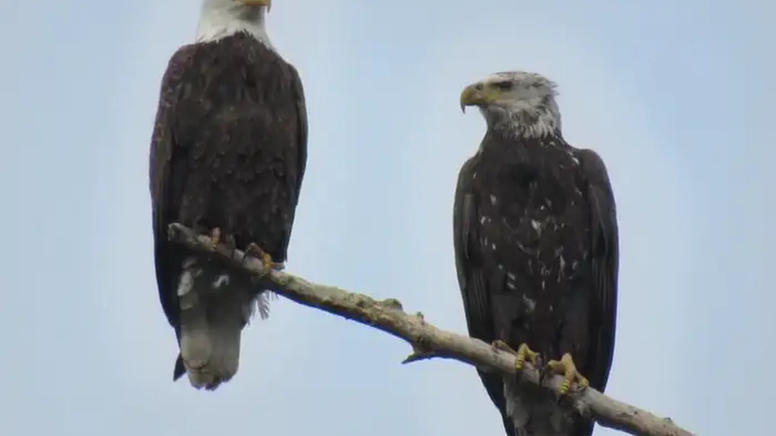 Bald Eagle views from Horseshoe pond