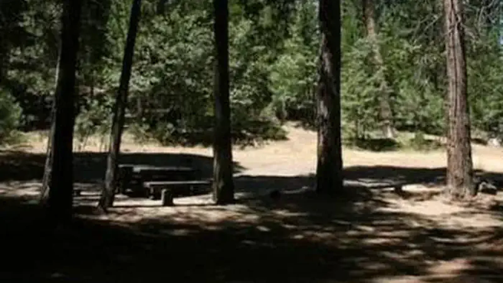 A picnic table under a shady grove