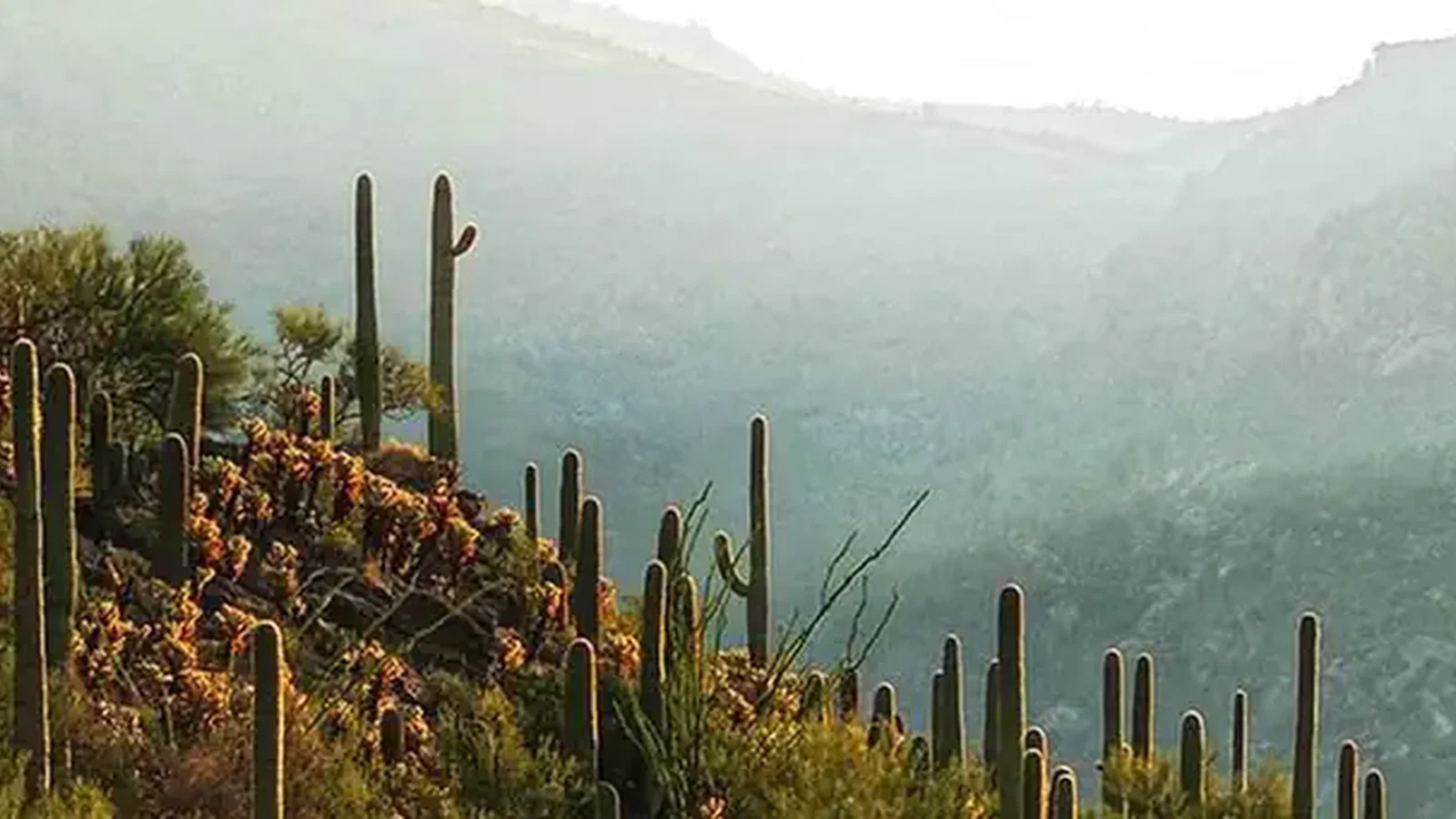 Rincon Mountains, Saguaro Wilderness with desert vegetation