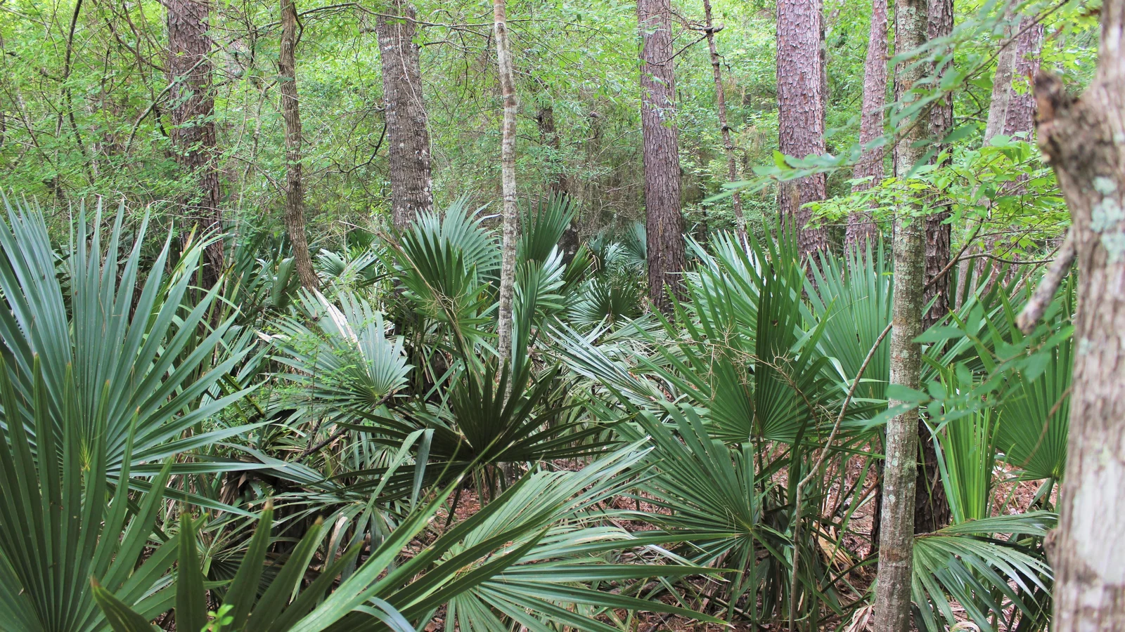 Palmettos