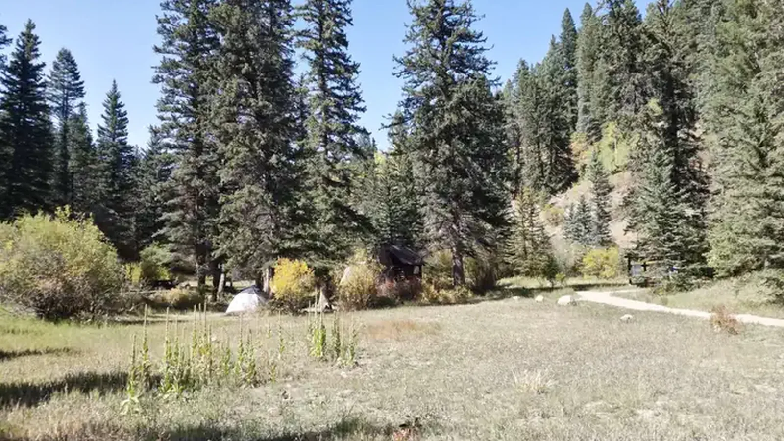A meadow with spruce and changing fall colors from shrubs in the campground.