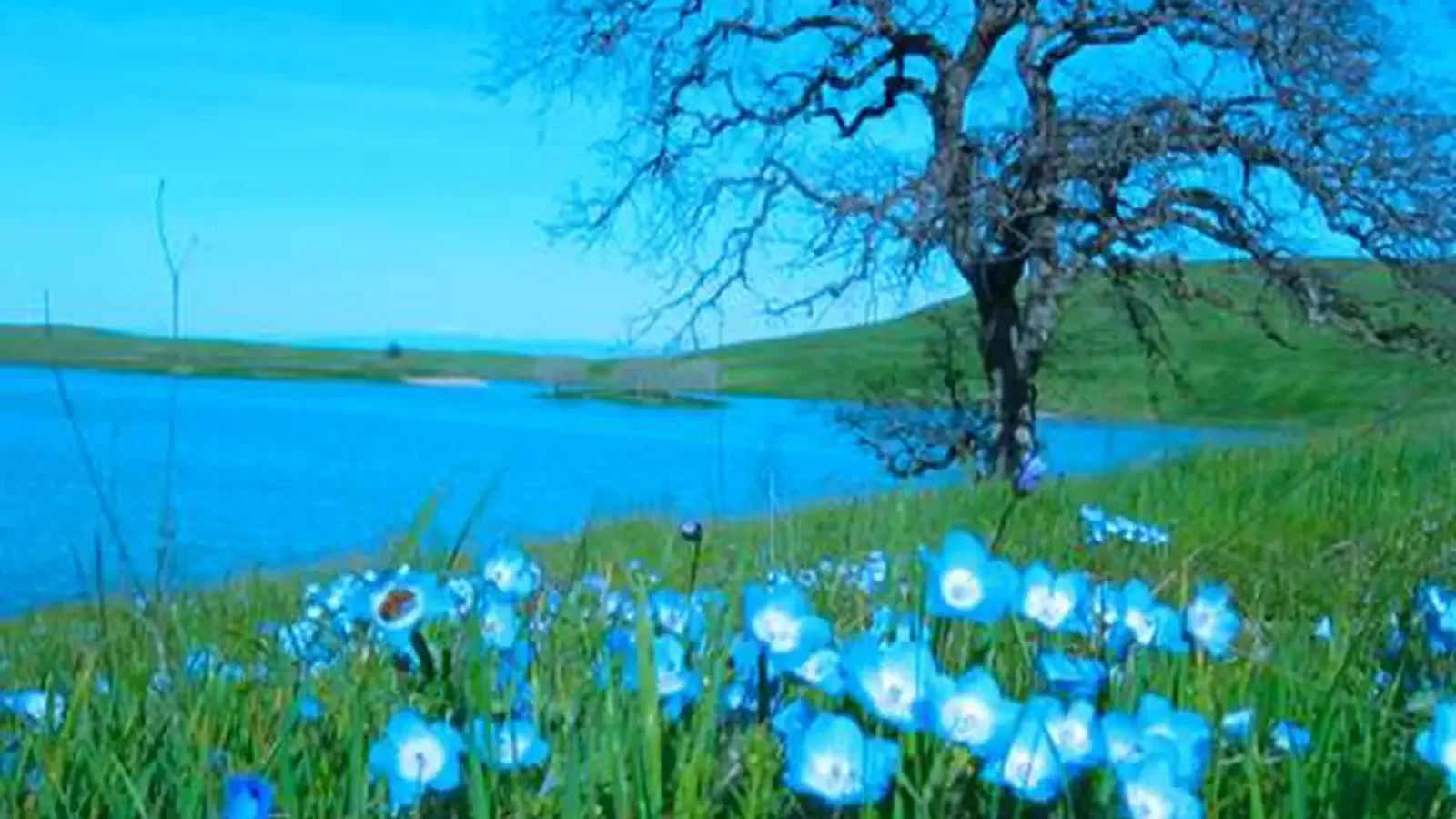 Beautiful Blue Days